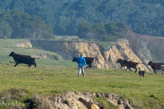 ...and herded them back to safety.