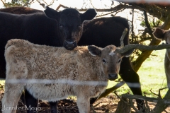 These more cautious cows stayed near the road.