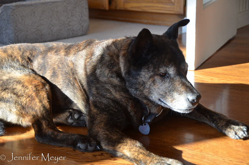 Their 17-year-old dog, Pucini.