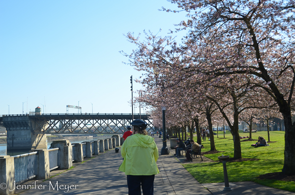 Along the east side waterfront where the plum trees were in bloom.