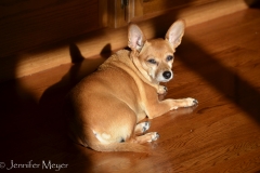 Their rescue dog, Mia.
