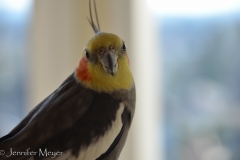 They also have two cockatiels: Jeeves and Hercules.