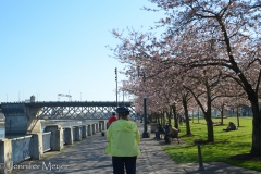 Along the east side waterfront where the plum trees were in bloom.