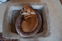 Mia snugged in for a nap.