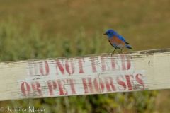 Beautiful bird. I don't know what it is.