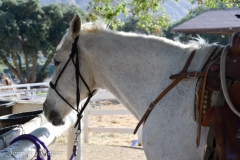 The next morning, Aly and I booked a trail ride.