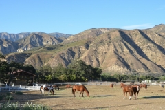 Fields full of horses.
