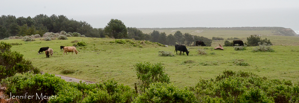Cows on a grassy cliff.