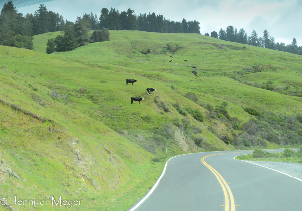 Cows on hills.