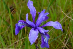 Wild iris in the grass.