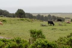 Cows on a grassy cliff.