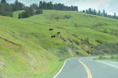 Cows on hills.