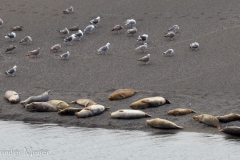 Seals and gulls, just chillin'.