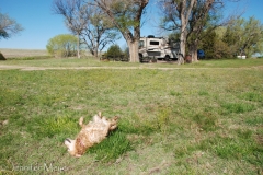 Bailey enjoys a good roll in the grass.