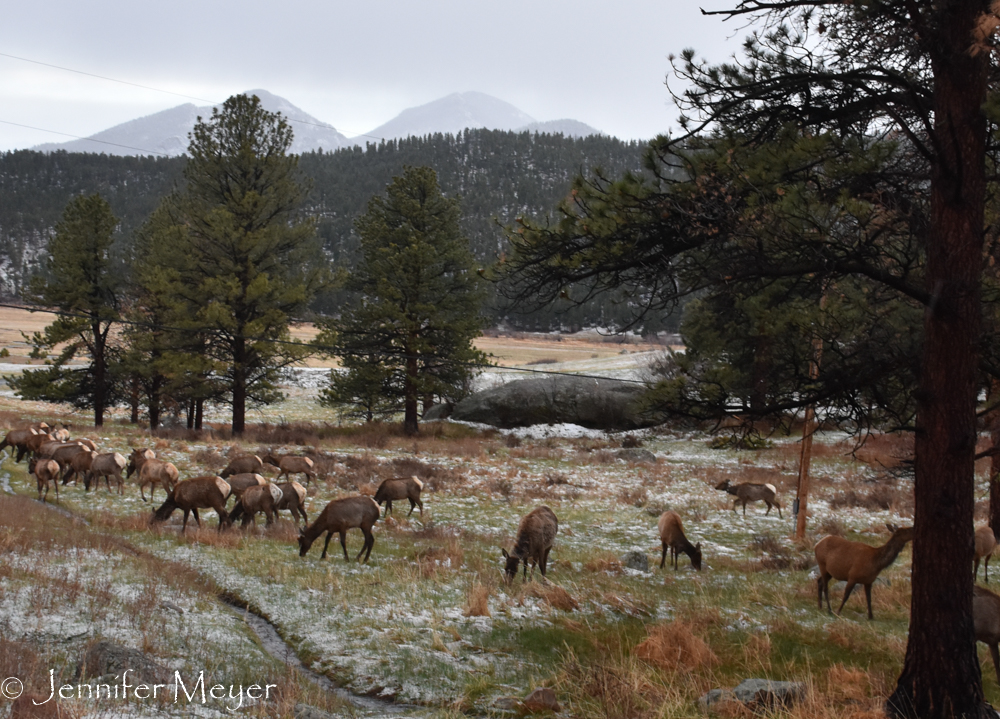 A huge herd of elk wandered by.