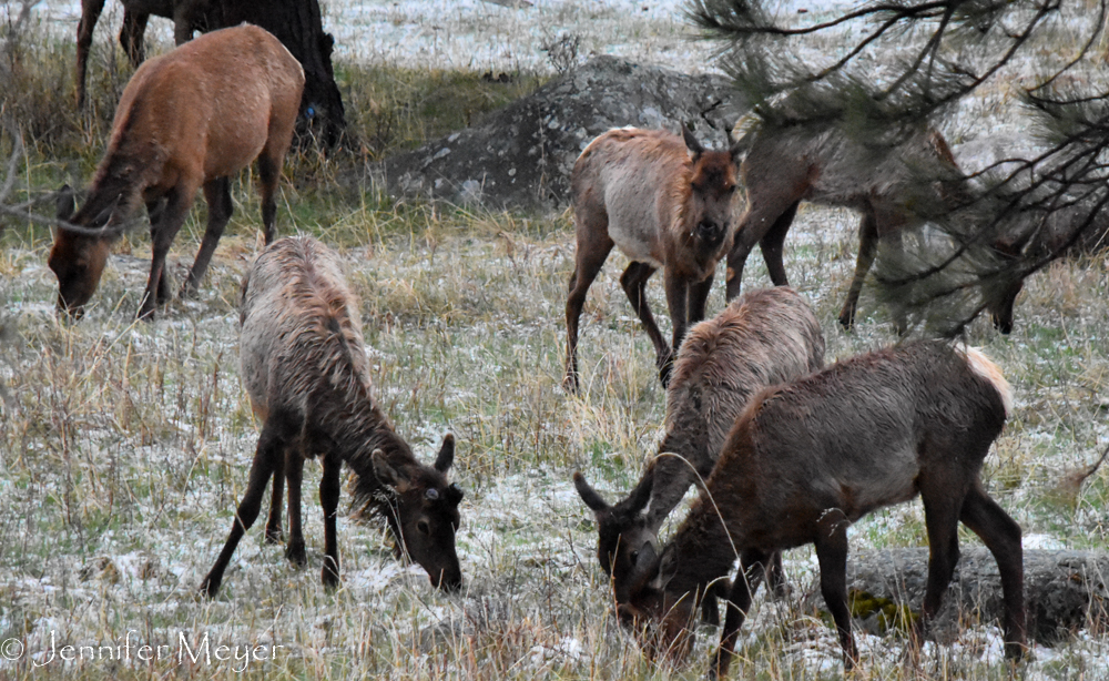 The males lose their antlers in the winter.
