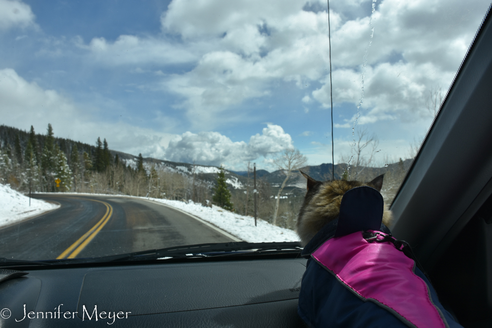 Gypsy rode in the car with us.