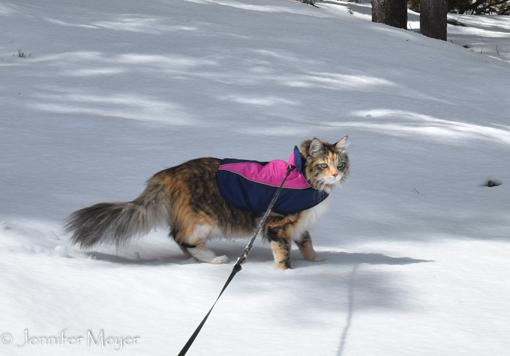 Let's try the snow again.