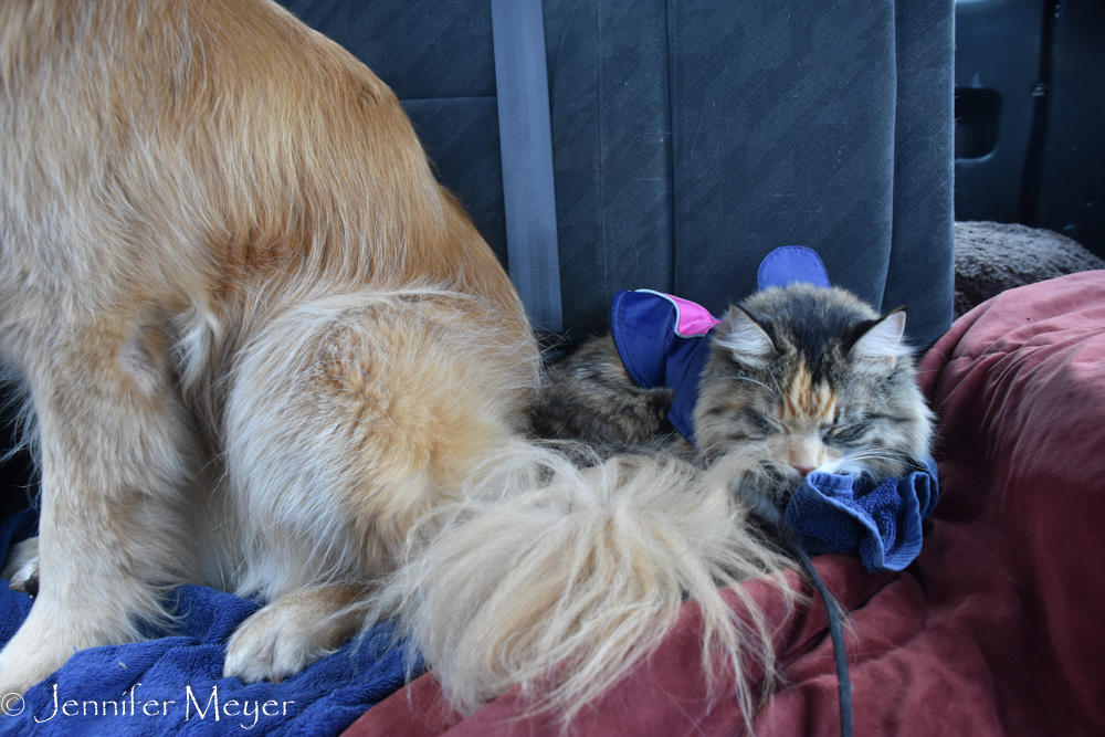 Gypsy sat that walk out.