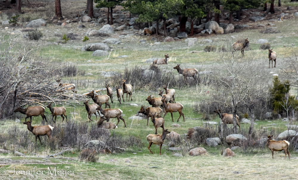 Lots of elk.