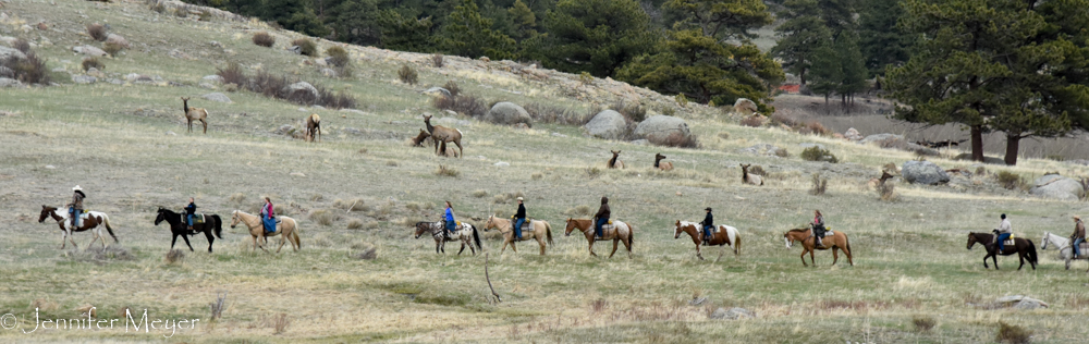Horse riders going by the elk.