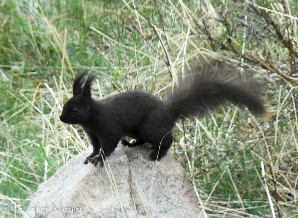 A black Rocky Mountain squirrel.