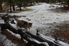 Gypsy loves to balance.