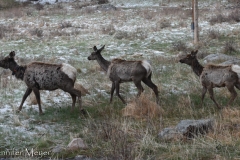 Some are collared for tracking.