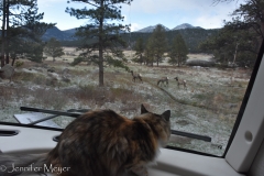 There are lots of new things for Gypsy to adjust to here.