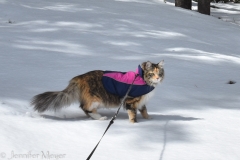 Let's try the snow again.