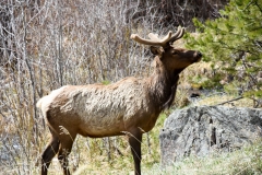 This elk already has his spring antlers.