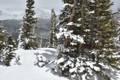 Stone wall and trees.