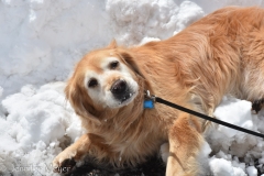 Bailey just wanted to roll in the snow.