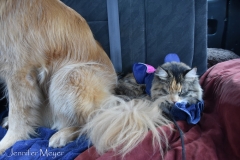 Gypsy sat that walk out.