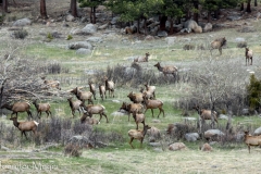 Lots of elk.