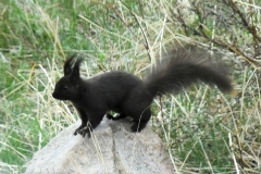 A black Rocky Mountain squirrel.