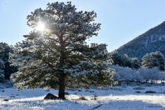 The sun was just coming up over the trees.