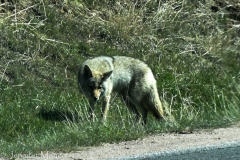 On the drive out, this coyote crossed the road in front of us.