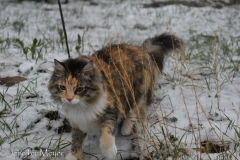 She didn't like how it felt on her paws.