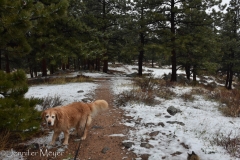 We walked into the woods.