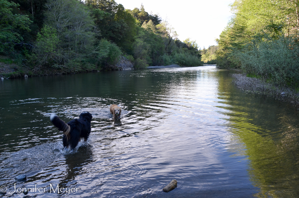 We took the dogs down to the river for swims.