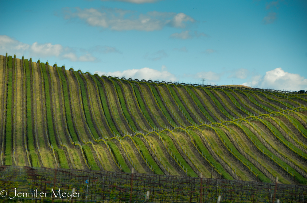 On the way home, Kate grabbed this shot of a vineyard. So many of them!