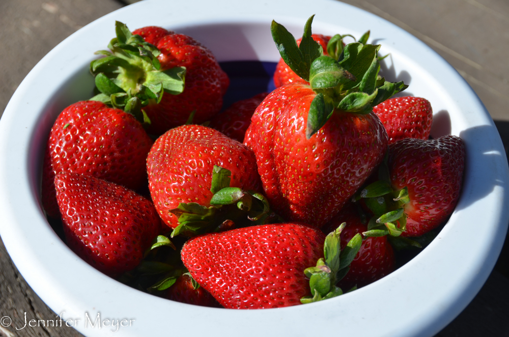 Plenty of strawberries to eat.