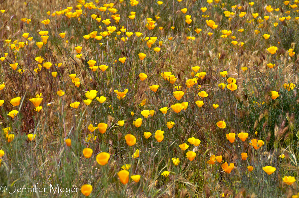 A field full of California poppies.