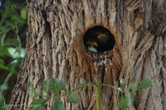 There was a nest of baby starlings at our site.