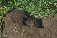 This gopher popped up under our picnic table.