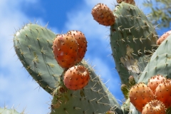 Flowering cactus.