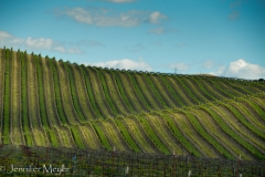 On the way home, Kate grabbed this shot of a vineyard. So many of them!
