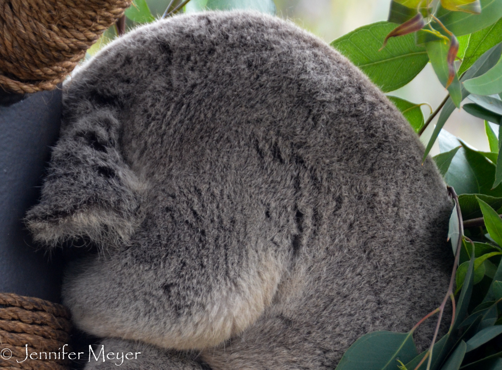 Most the koalas were fast asleep after lunch.