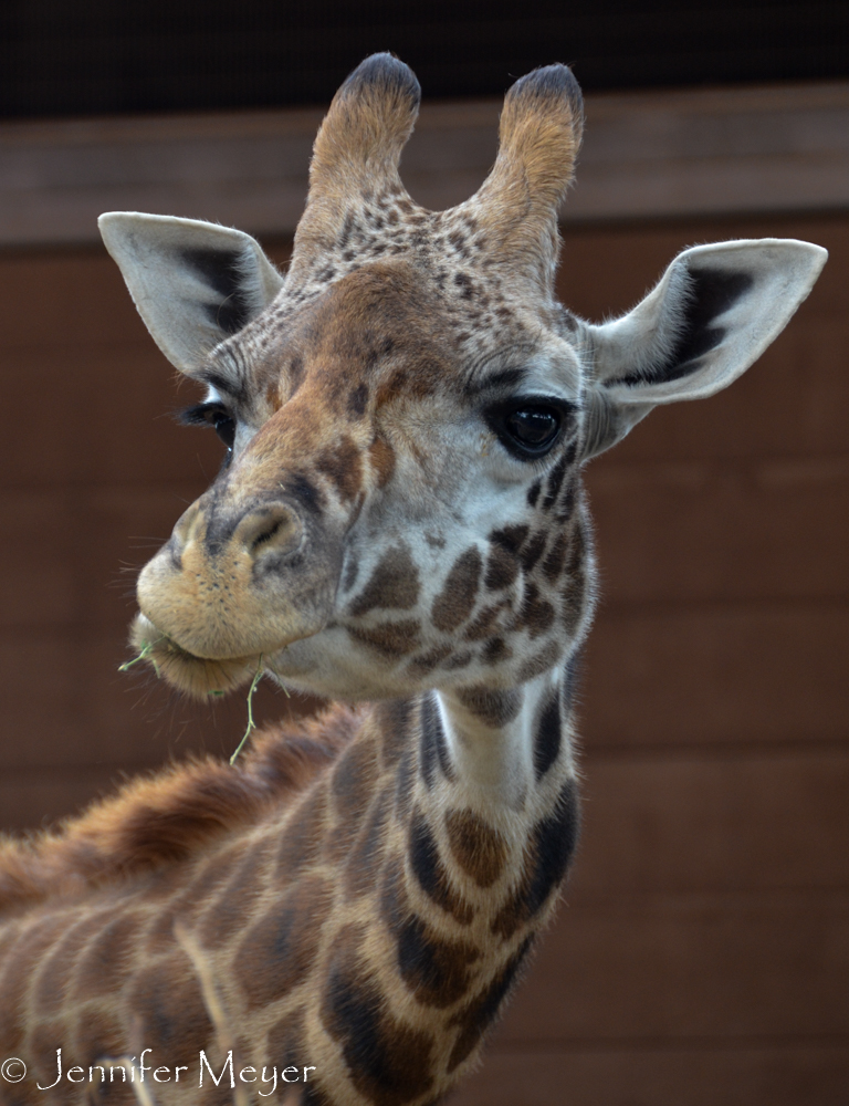 Giraffes have such a nonplussed look about them.